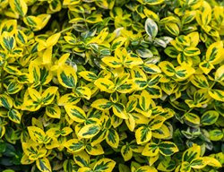 Golden Euonymus, Yellow And Green Foliage
Shutterstock.com
New York, NY