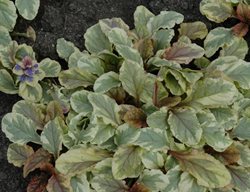 Golden Glow Bugleweed, Variegated Ajuga
Millette Photomedia
