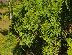 Golden Hinoki Cypress, Chamaecyparis Obtusa
Shutterstock.com
New York, NY