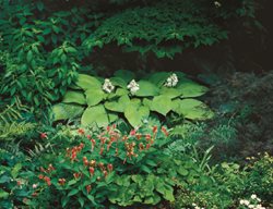 ‘golden Sculpture’
Garden Design
Calimesa, CA