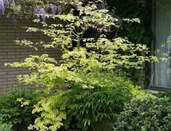 Golden Shadows Dogwood Tree, Cornus Alternifolia, Pagoda Dogwood
Proven Winners
Sycamore, IL