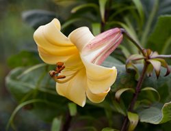 Golden Splendor Lily, Trumpet Lily, Yellow Lily
Alamy Stock Photo
Brooklyn, NY