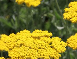Golden Yarrow, Coronation Gold Yarrow
Shutterstock.com
New York, NY