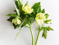 Goldenlotus-Strain
Garden Design
Calimesa, CA