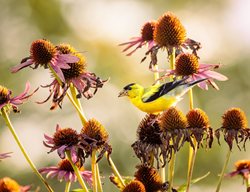 Goldfinch And Dried Coneflower
Shutterstock.com
New York, NY