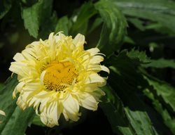 Goldfinch Shasta Daisy, Leucanthemum Superbum, Yellow Daisy
Millette Photomedia
