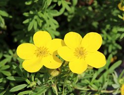 Goldfinger Potentilla, Potentilla Fruticosa, Cinquefoil
Shutterstock.com
New York, NY