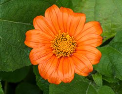 Goldfinger Tithonia, Mexican Sunflower
Shutterstock.com
New York, NY