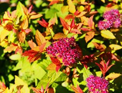 Goldflame Spirea, Spiraea Japonica
Shutterstock.com
New York, NY