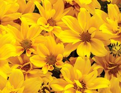 Goldilocks Rocks Bidens, Bidens Ferulifolia, Yellow Flowers
Proven Winners
Sycamore, IL