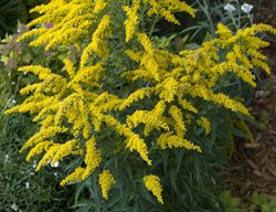 Goldkind Goldenrod, Gold Baby Goldenrod
Millette Photomedia
