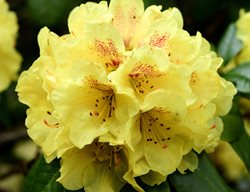 Goldprinz Rhododendron, Yellow Rhododendron Flowers
Shutterstock.com
New York, NY