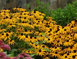 Goldsturm Black-Eyed Susan, Perennial Flower
Proven Winners
Sycamore, IL