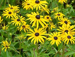 Goldsurm, Black Eyed Susan
Shutterstock.com
New York, NY