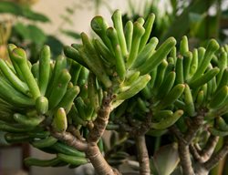 Gollum Finger Jade, Crassula Ovata, Gollum Plant
Shutterstock.com
New York, NY