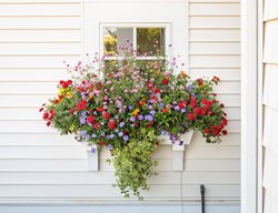 Gomphrena In Window Box, Colorful Window Box Flowers
Proven Winners
Sycamore, IL
