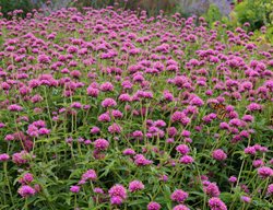 Gomphrena Truffula Pink, Gomphrena Flower Bed
Proven Winners
Sycamore, IL
