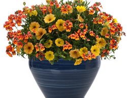 Good Morning Container Recipe, Orange And Yellow Flowers
Proven Winners
Sycamore, IL