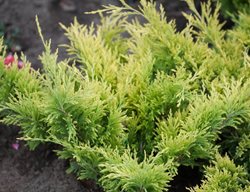 Good Vibrations Gold Creeping Juniper, Evergreen, Juniperus Horizontalis
Proven Winners
Sycamore, IL