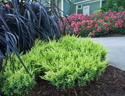 Good Vibrations Gold Juniper, Landscape Photo, Purple Fountain Grass, Landscape Rose
Proven Winners
Sycamore, IL