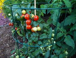 Goodhearted Tomato Plant, Determinate Tomato Plant
Proven Winners
Sycamore, IL