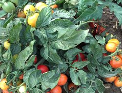 Goodhearted Tomato Plant, Lycopersicon Esculentum, Heart-Shaped Tomato
Proven Winners
Sycamore, IL