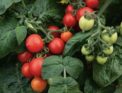 Goodhearted Tomatoes On Vine, Red And Green Tomatoes, Goodhearted Tomato
Proven Winners
Sycamore, IL