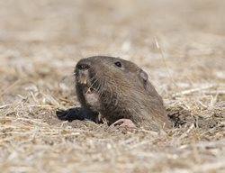 Gopher, Pocket Gopher
Shutterstock.com
New York, NY