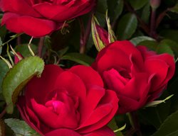 Grace N' Grit™ Red Shrub Rose 
Garden Design
Calimesa, CA