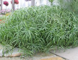 Graceful Grasses Baby Tut, Umbrella Grass, Cyperus Involucratus
Proven Winners
Sycamore, IL