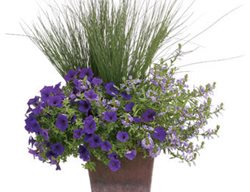 Graceful Grasses Blue Mohawk, Soft Rush Grass, Juncus Inflexus
Proven Winners
Sycamore, IL