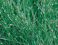 Graceful Grasses Fiber Optic Grass, Isolepis Cernua
Proven Winners
Sycamore, IL