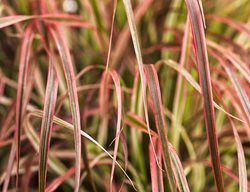 Graceful Grasses Fireworks, Variegated Red Fountain Grass, Pennisetum Setaceum
Proven Winners
Sycamore, IL
