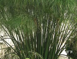 Graceful Grasses King Tut Egyptian Papyrus, Cyperus Papyrus
Proven Winners
Sycamore, IL
