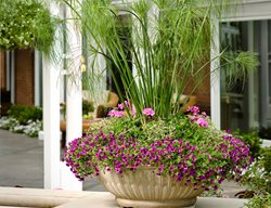 Graceful Grasses King Tut, Egyptian Papyrus, Ornamental Grass
Proven Winners
Sycamore, IL