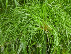 Graceful Grasses Prince Tut, Cyperus Papyrus
Proven Winners
Sycamore, IL