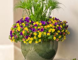 Graceful Grasses Prince Tut, Dwarf Egyptian Papyrus, Cyperus Papyrus
Proven Winners
Sycamore, IL