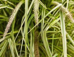Graceful Grasses® 'sky Rocket' Fountain Grass, Pennisetum Setaceum
Proven Winners
Sycamore, IL