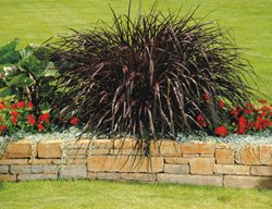 Graceful Grasses Vertigo, Elephant Grass, Pennisetum Purpureum
Proven Winners
Sycamore, IL
