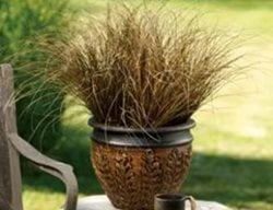 Graceful Grassestoffee Twist, Sedge Grass, Carex Flagellifera
Proven Winners
Sycamore, IL