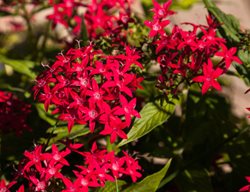 Graffiti Red Lace Pentas, Red Pentas Flower
Shutterstock.com
New York, NY
