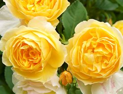 Graham Thomas Rose, English Rose, David Austin Rose
Garden Design
Calimesa, CA