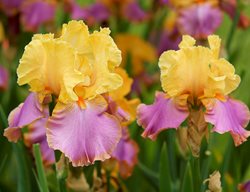 Grand Canyon Sunset Bearded Iris, Purple And Yellow Iris Flower
Garden Design
Calimesa, CA