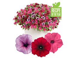 Grand Traverse Recipe, Supertunia
Proven Winners
Sycamore, IL