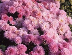 Grandchild Mum, Cushion Mum
Alamy Stock Photo
Brooklyn, NY