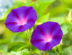 Grandpa Ott's Morning Glory, Morning Glory Vine, Vine With Purple Flowers
Garden Design
Calimesa, CA