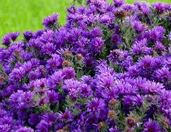 Grape Crush New England Aster, Purple Aster
Proven Winners
Sycamore, IL