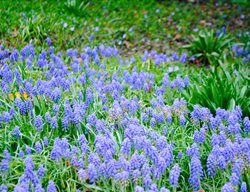 Grape Hyacinth
Garden Design
Calimesa, CA