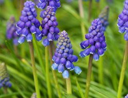 Grape Hyacinth, Muscari Armeniacum
Garden Design
Calimesa, CA