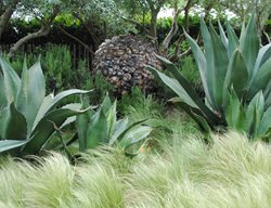Grasses And Agave
Garden Design
Calimesa, CA